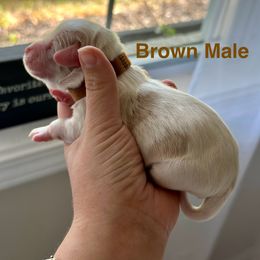 Cockapoo and Cocker Spaniel Puppies from Rome & Reign Farm