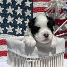 Havanese Puppies from Nevin Keeney