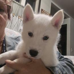 Blanco - White male Siberian Husky puppy in Great Falls, Montana from MT Kennel