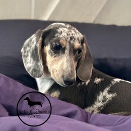 KoGee - Dachshund