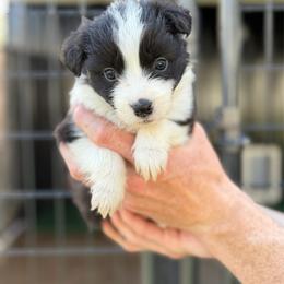 Mayhem - Black and white female Border Collie puppy in Kalispell, Montana from North Fork Border Collies