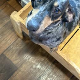 Cooper - Dapple male Dachshund puppy in Mtn Rest, South Carolina from Stocktons Doxies & Doodles