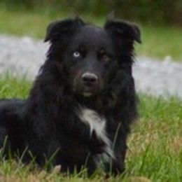 Trip - Australian Shepherd