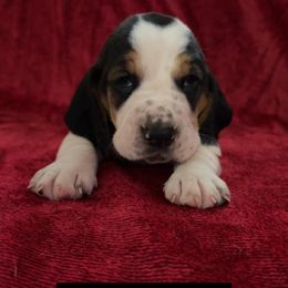 Boy 4 - Basset Hound puppy in Clayton, Indiana from Bluebelle Blossom Basset Hounds