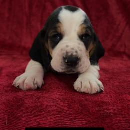 Boy 4 - Basset Hound puppy in Clayton, Indiana from Bluebelle Blossom Basset Hounds