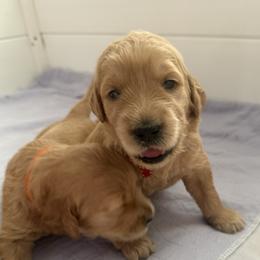 WILLOW - Red  female Goldendoodle puppy in Porter Ranch, California from Jasperdoodle.com