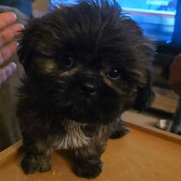 Ace - Brindle male Shih Tzu puppy in Englewood, New Jersey from Sincerely Paws