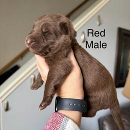 Red HC - Liver male German Shepherd puppy in Terra Alta, West Virginia from Shepherd Country Farm and Kennels