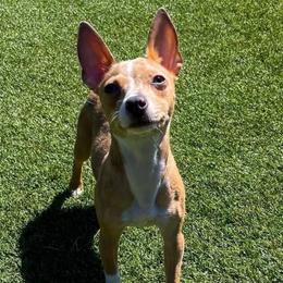 Jinx - Teddy Roosevelt Terrier