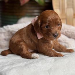 Sage - Red female Cavapoo puppy in Orrstown, Pennsylvania from Pawfect Fur Friends
