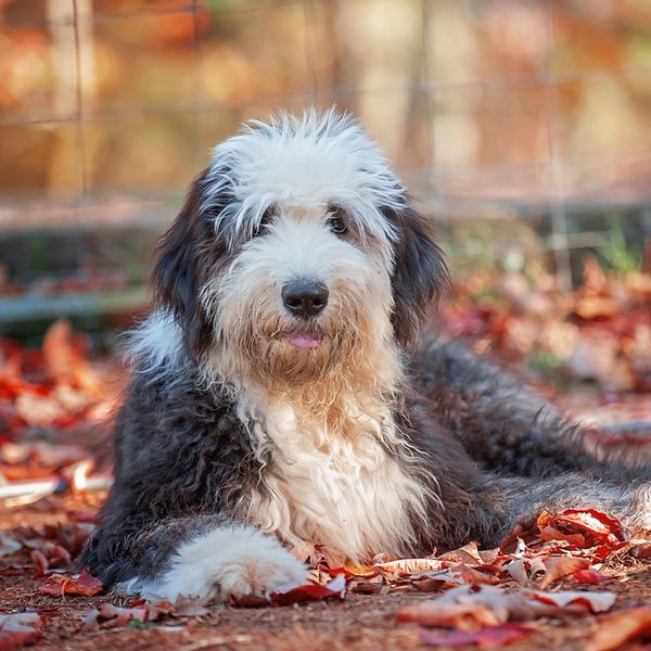 Old English Sheepdog