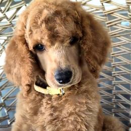 Aten - Red  male Poodle puppy in El Paso, Texas from Paws Of Beauty