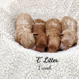 Bernedoodle and Cavapoo Puppies from Wag'in Tails
