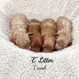Bernedoodle and Cavapoo Puppies from Wag'in Tails