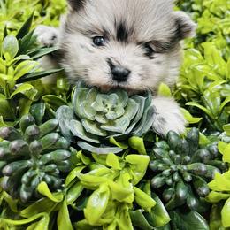 Gucci - Blue merle female Pomeranian puppy in Tucson, Arizona from Kristy's Pomeranians