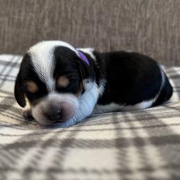 Purple Collar - blue ticked - Black tan and bluetick female Beagle puppy in Princeton, Minnesota from Thor’s Beagles & Maha’s Staffy