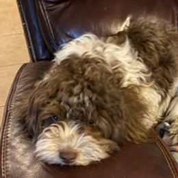 Havanese from Debbie’s Doggone Havanese Doghouse LLC