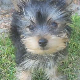 Yorkshire Terriers from Brown's Yorkies