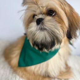 Ash - Shih Tzu puppy from Shihtzu Legacy