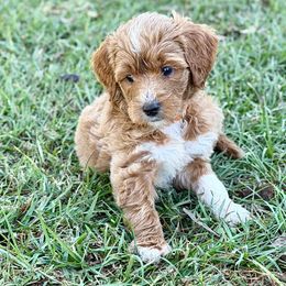 Casanova - Parti male Goldendoodle puppy in Willacoochee, Georgia from Kitandkboodle's Doodles