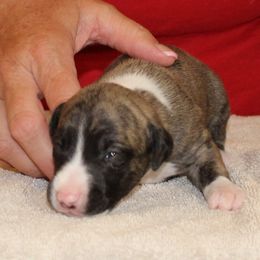 Whippet Puppies from Phasion Whippets Kimberly & Paul Norton Sr.