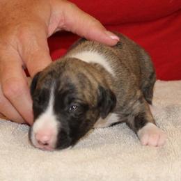 Whippet Puppies from Phasion Whippets Kimberly & Paul Norton Sr.