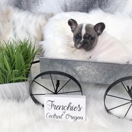 French Bulldog Puppies from Frenchies Of Central Oregon
