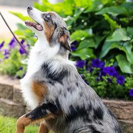 Winter - Australian Shepherd