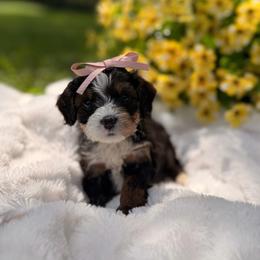Clover - Tri-color female Cavapoo puppy in Somerset, Kentucky from Hilltop Doodles KY LLC