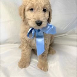 Goldendoodle Puppies from OnlyGoldendoodles