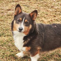 Tucker - Pembroke Welsh Corgi