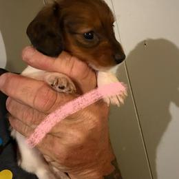 Girl 2 - Red female Dachshund puppy in Paisley, Florida from Pantheon Dachshunds
