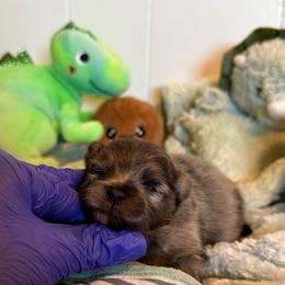 Chief - Blue merle male Pomeranian puppy in Childersburg, Alabama from A Sample Of Gods Love Kennels
