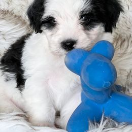 Havanese and Pug Puppies from Casa Blanca Pugs & Mardi Gras Havanese