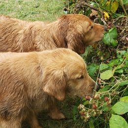 Golden Retrievers from Beachwood Golden Retrievers