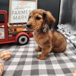 Melody - Dapple female Dachshund puppy in Smallett, Missouri from Doxie Holler