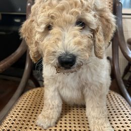 Triumph - Cream female Poodle puppy in Fairfield, North Carolina from Leaning T Ranch