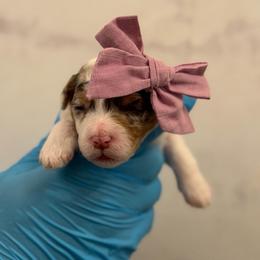 Baby Ruth - Chocolate merle female Bernedoodle puppy in Richmond, Texas from Harper’s Heartbeats