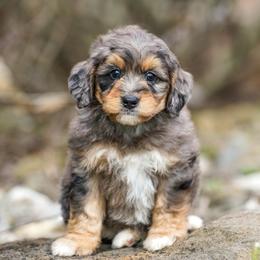 Crocky - Merle male Bernedoodle puppy in Dundee, Ohio from Down Home Doodle