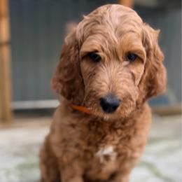 Jack Skeleton - de Orange collar - Apricot male Goldendoodle puppy in Puyallup, Washington from Dawnie’s Doodles