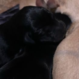 Black male - Black male Labrador Retriever puppy in Four Oaks, North Carolina from TLC Retrievers