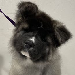 Bubbles - Silver, black overlay Akita puppy in Reno, Nv Or Redding, Ca., Nevada from Kicho Na Akitas