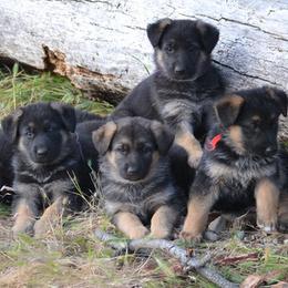 German Shepherd puppies from Varian Kennels