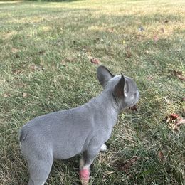French Bulldog Puppies from Christie's Frenchies