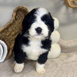 Girl 4 - Black and white female Bernedoodle puppy in Russiaville, Indiana from Pleasant Creek Minibernedoodles