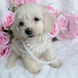 Tiny Candy cream silky wire - Cream female Dachshund puppy in Richmond, Virginia from Irresistible Dachshunds & Cavaliers