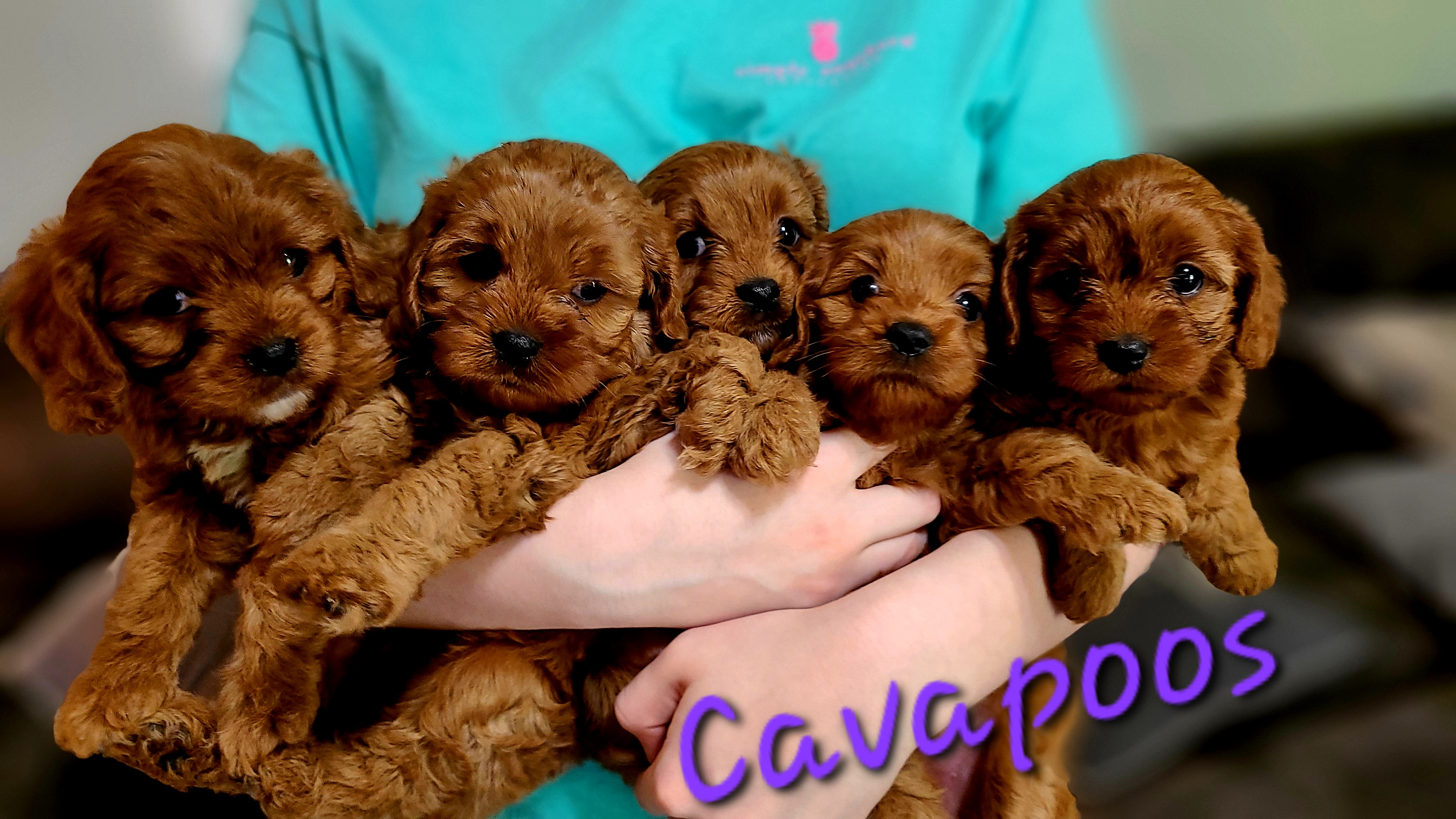 Cavapoos, Maltipoos, and Shihpoos from Cuddable Pups