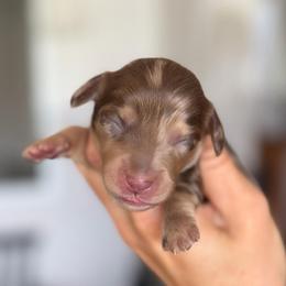 Chocolate Dapple Boy - Dapple male Dachshund puppy in North Branch, Michigan from Doxie View Acres
