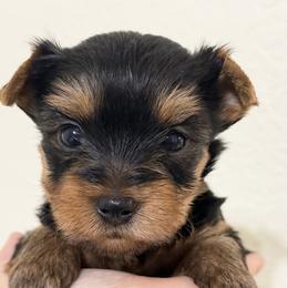 Teddy - Blue and gold male Yorkshire Terrier puppy in Laredo, Texas from TX Yorkies