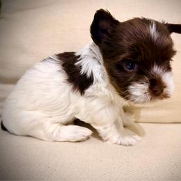 Red puppy - Chocolate, tan and white female Yorkshire Terrier puppy in Dallas, North Carolina from Yorkie Fever